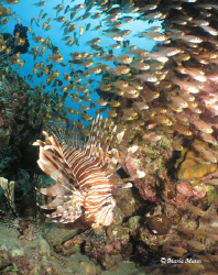 Lionfish Cave, there were no less than 250 lionfish on th... by Maria Munn 